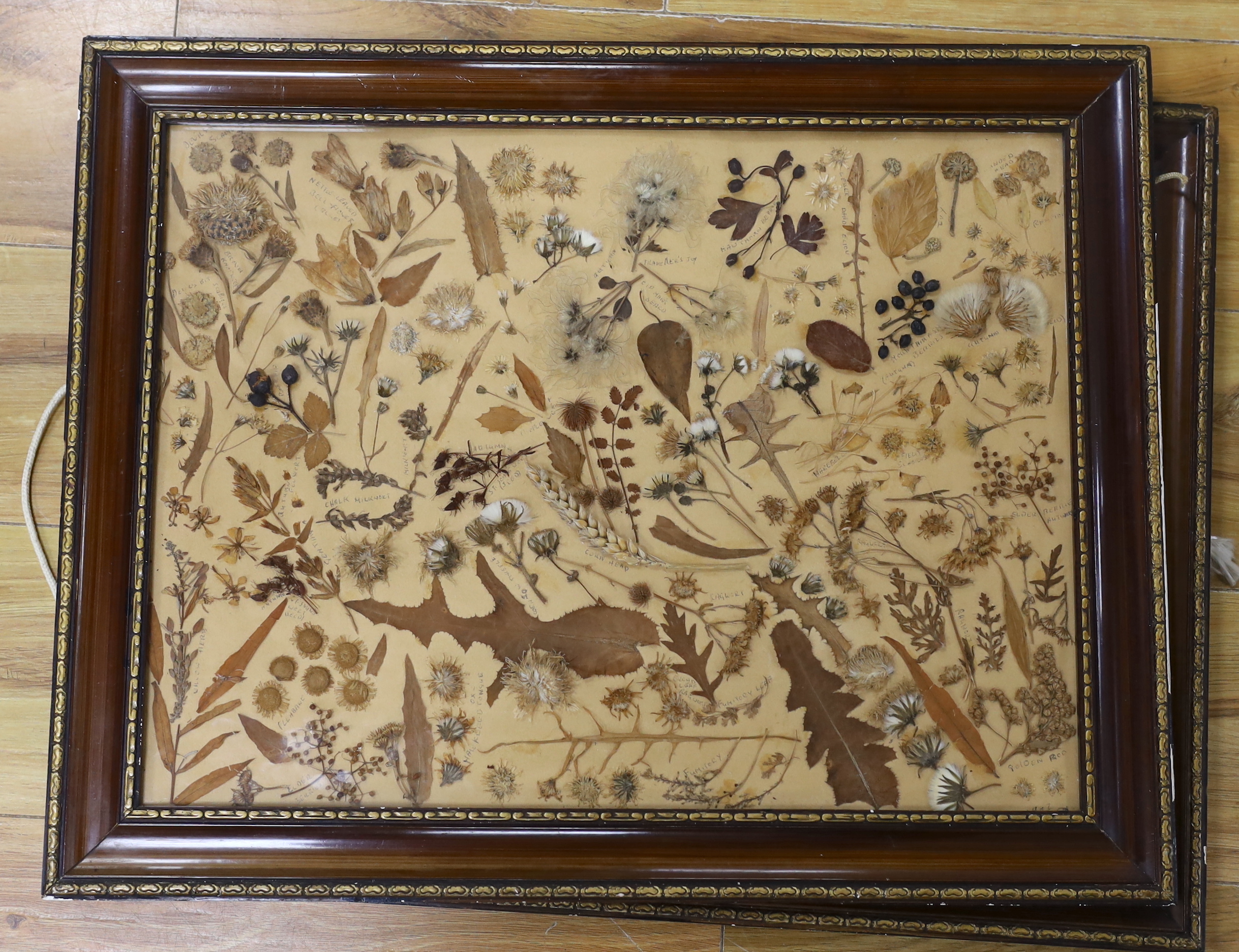 A pair of late 19th / early 20th century framed pressed wildflower displays with annotations, 50 x 37cm